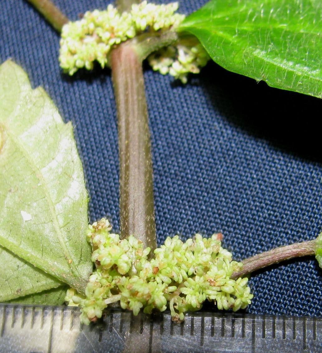 Pilea