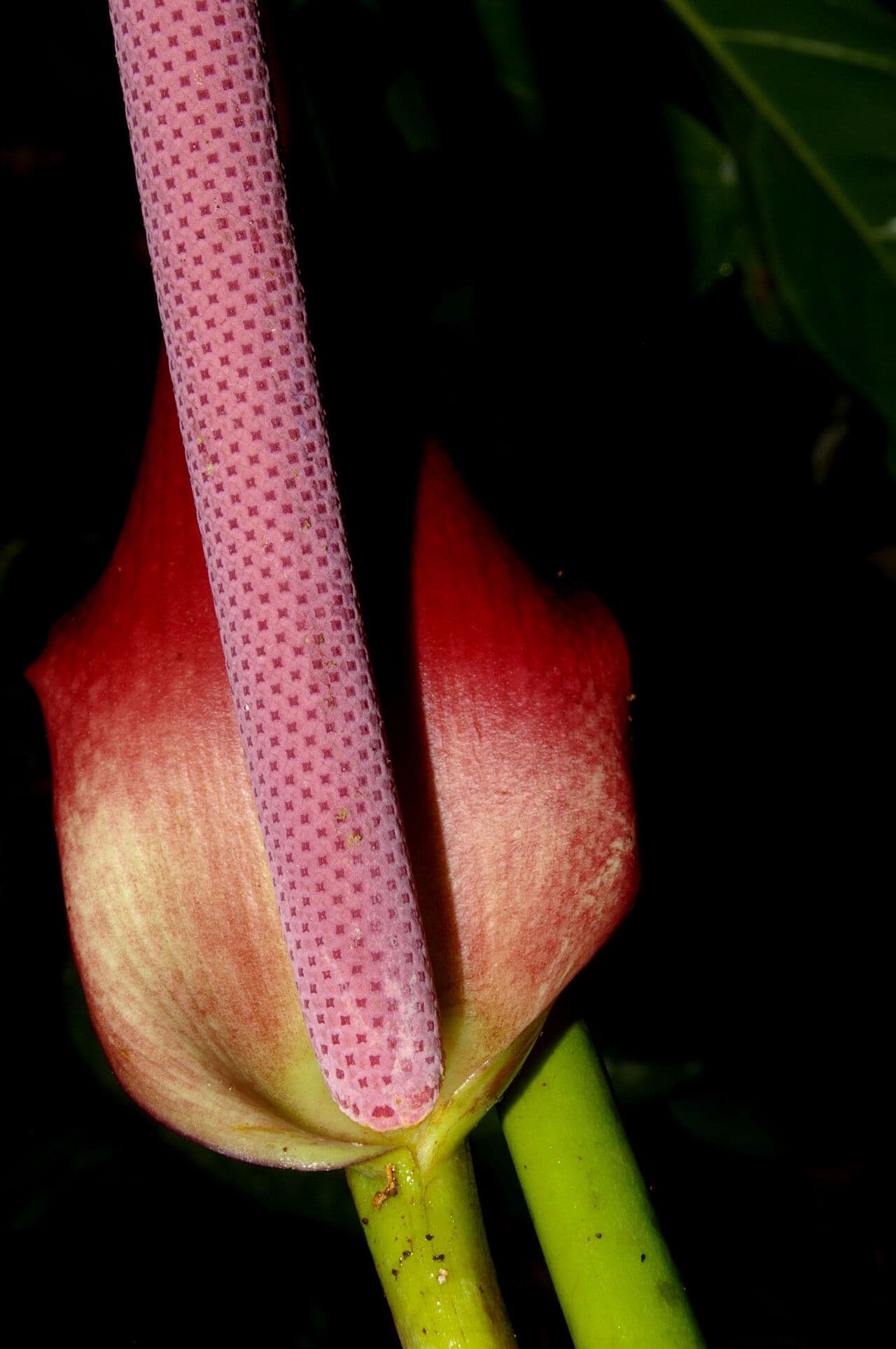 Anthurium 5