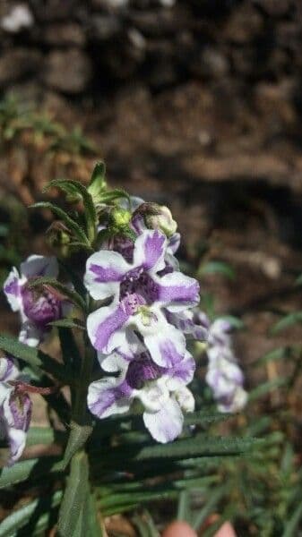 Angelonia 4