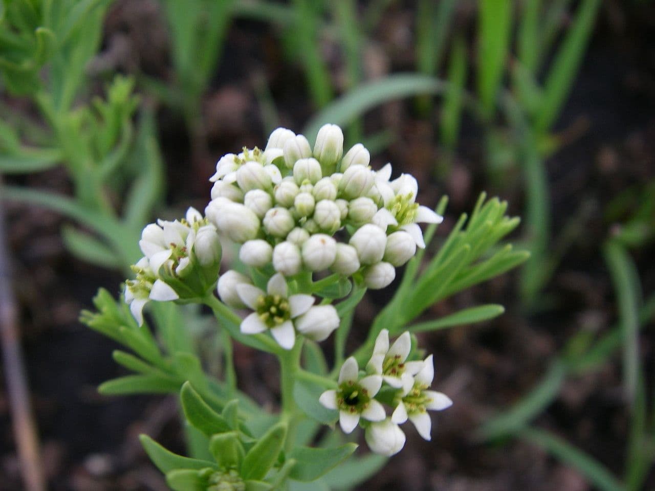 Comandra umbellata