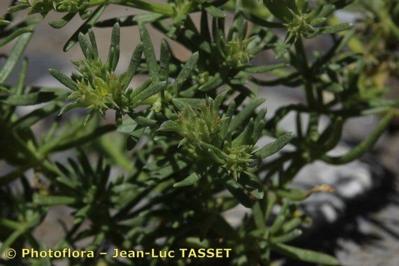 Pteranthus 5