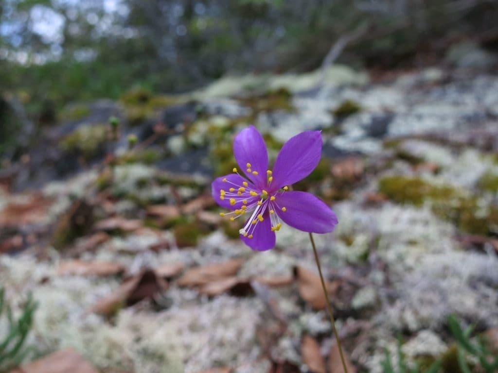 Phemeranthus 3