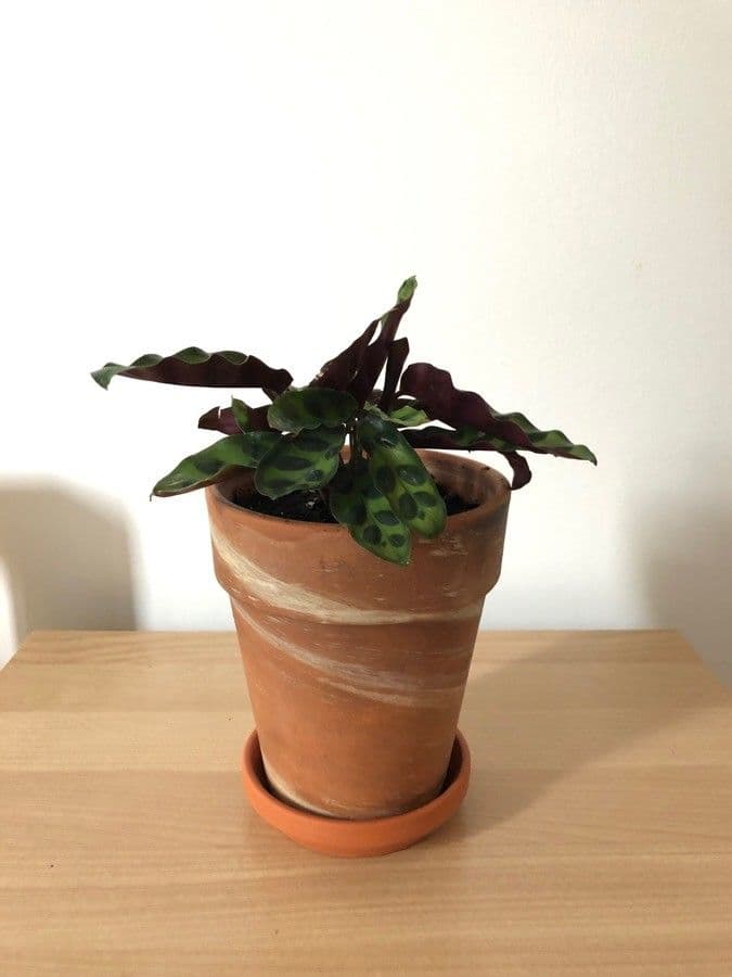 Goeppertia insignis 4