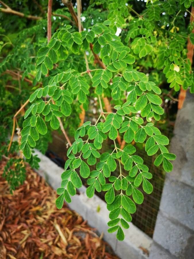 Moringa 19