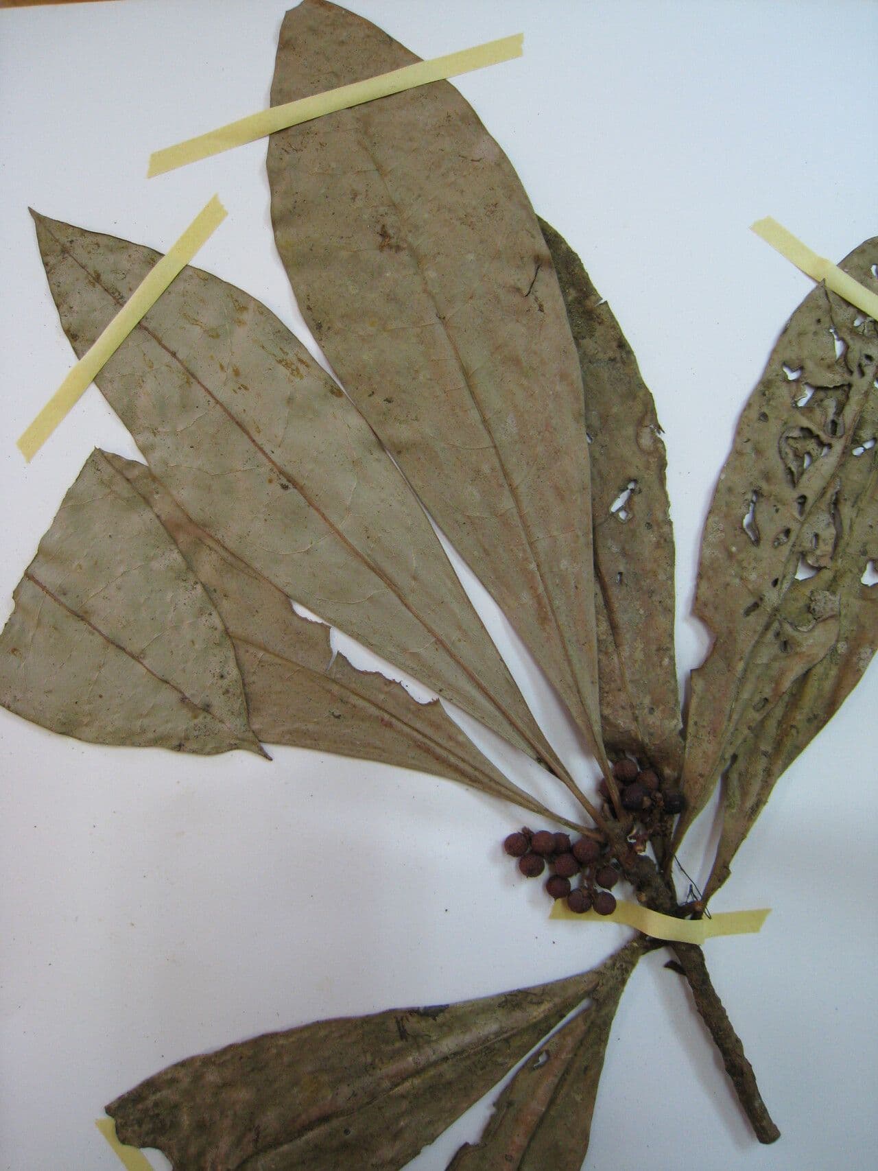 Cybianthus 3