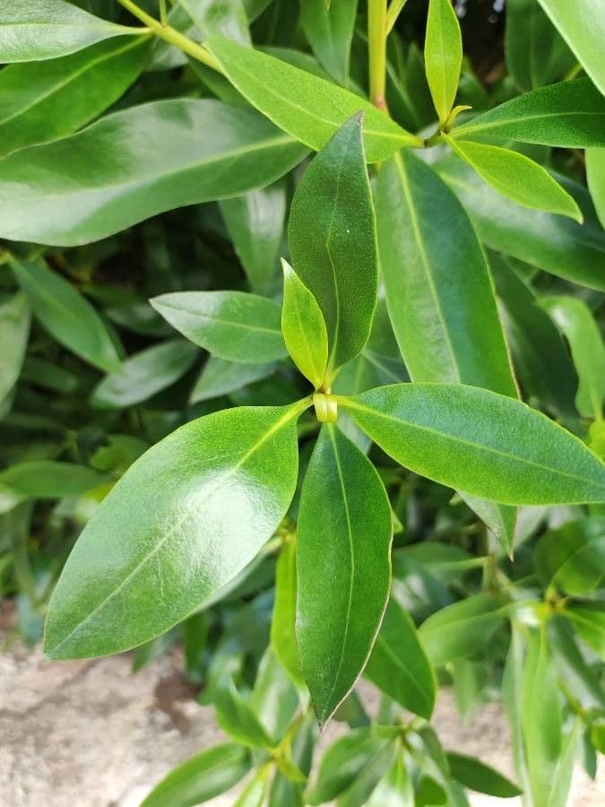 Myoporum laetum 16