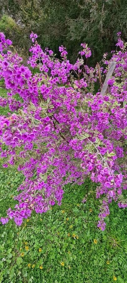 Prostanthera ovalifolia 5