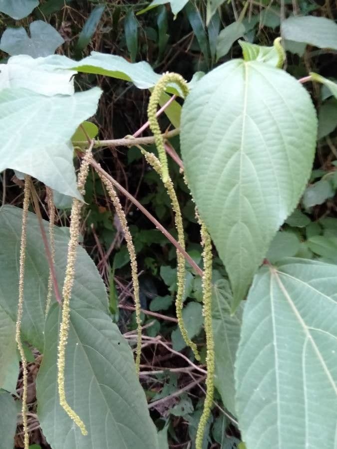 Acalypha
