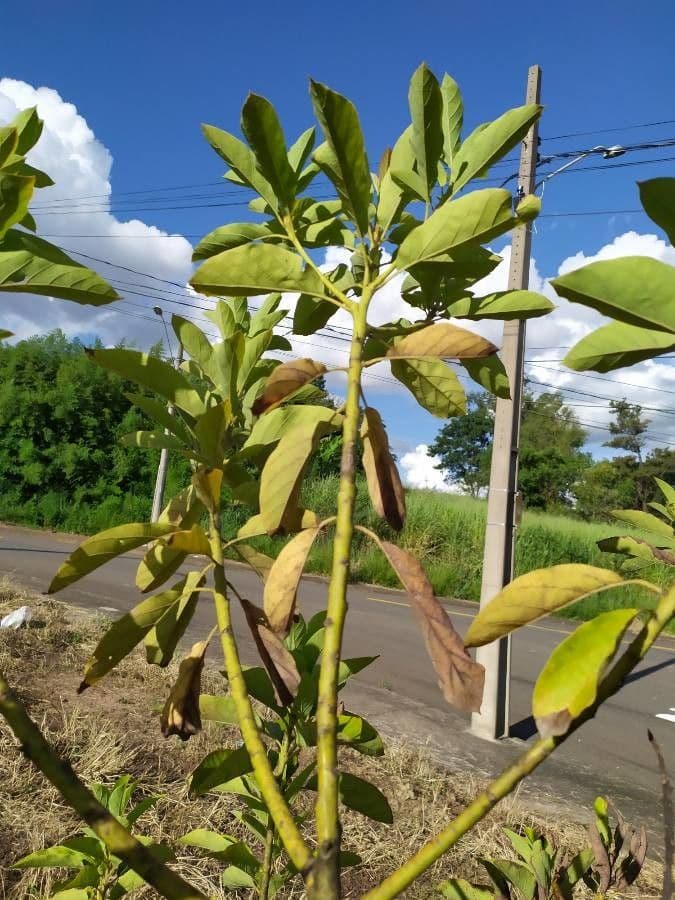 Cabbagetree 21