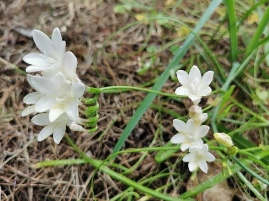 Freesia 9