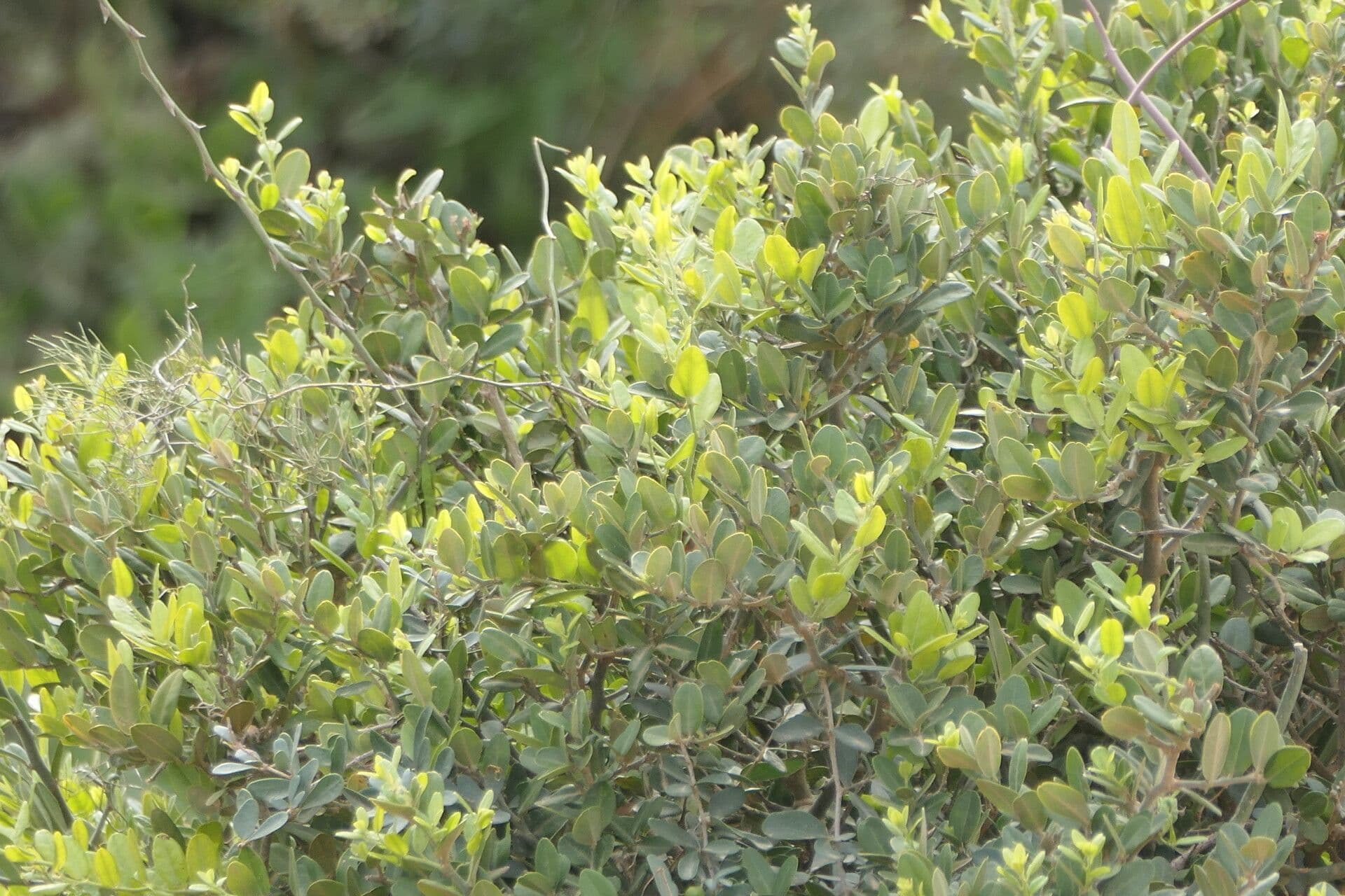 Capparis 9