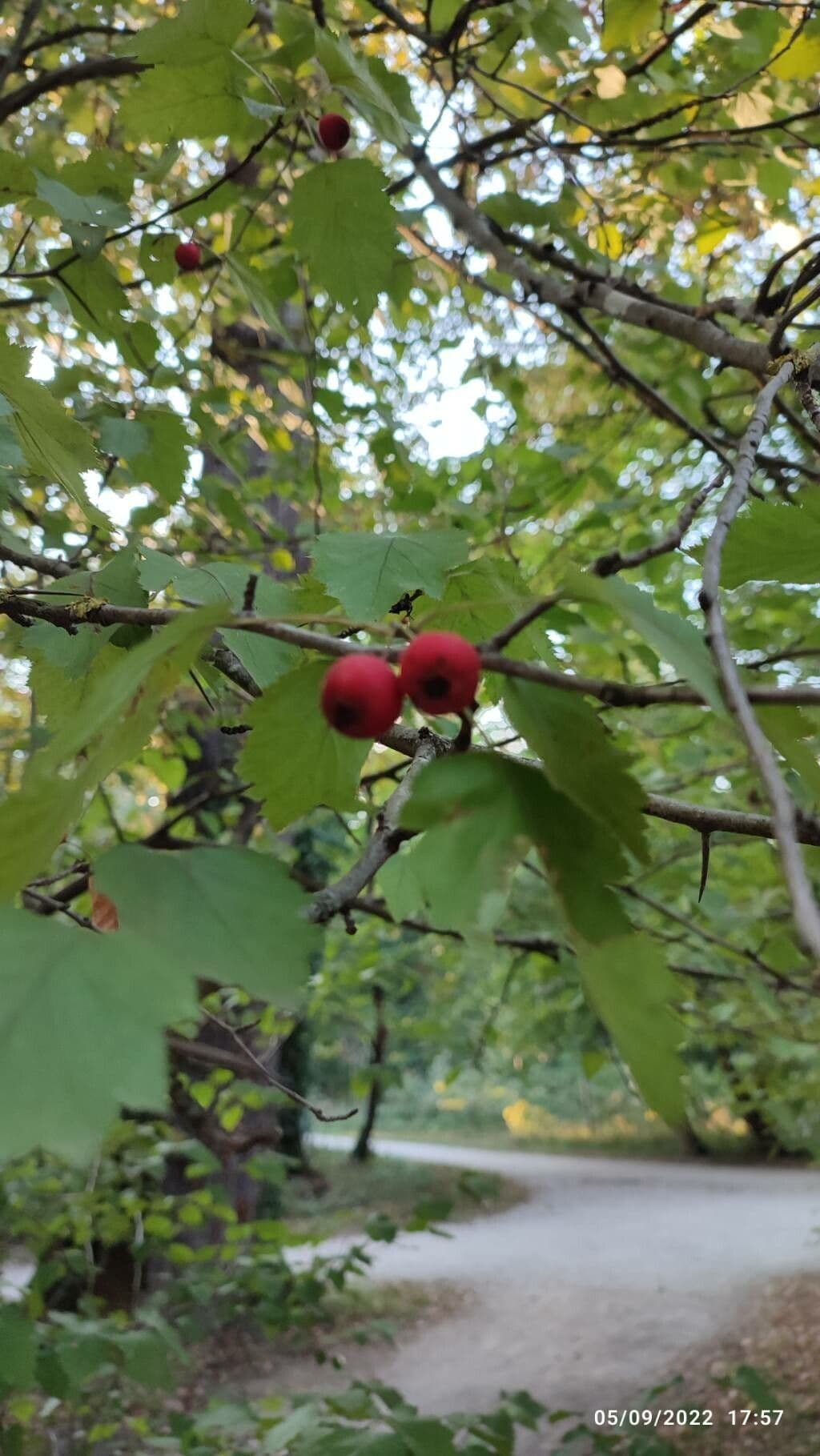 Hagelweisse 3