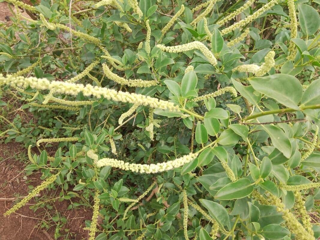 Phytolacca dodecandra