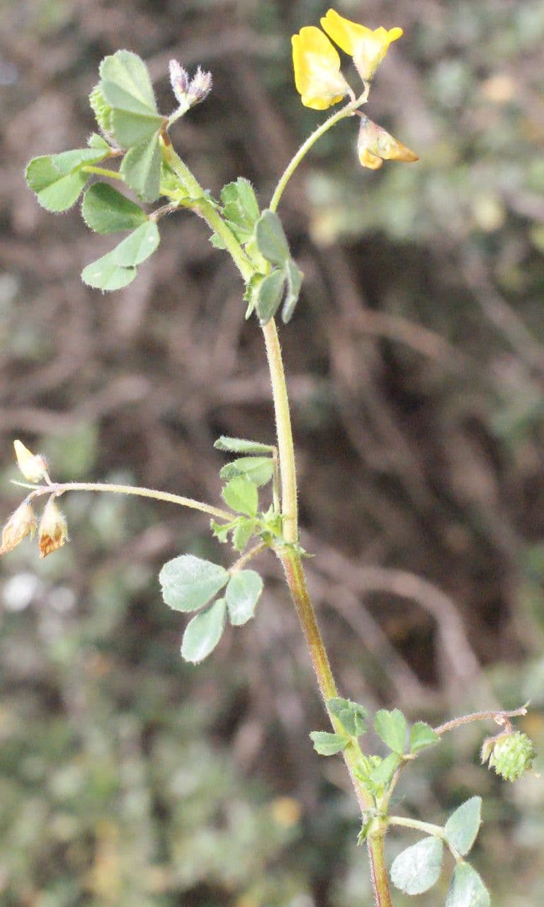 Erba medica minima 30