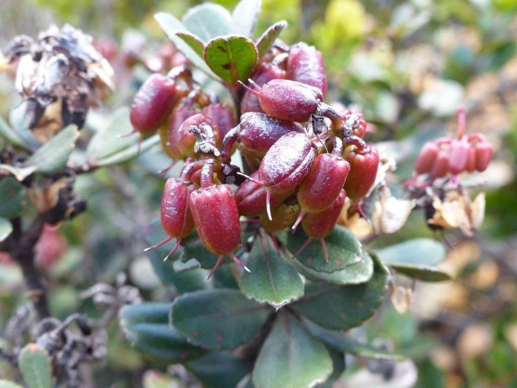 Cunonia 3