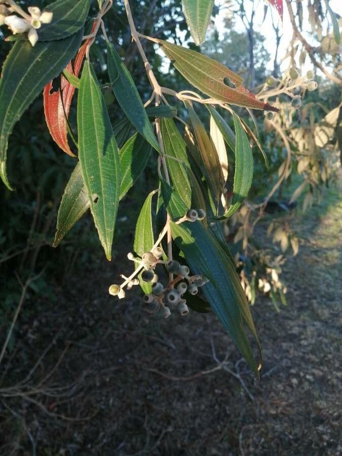 Miconia squamulosa