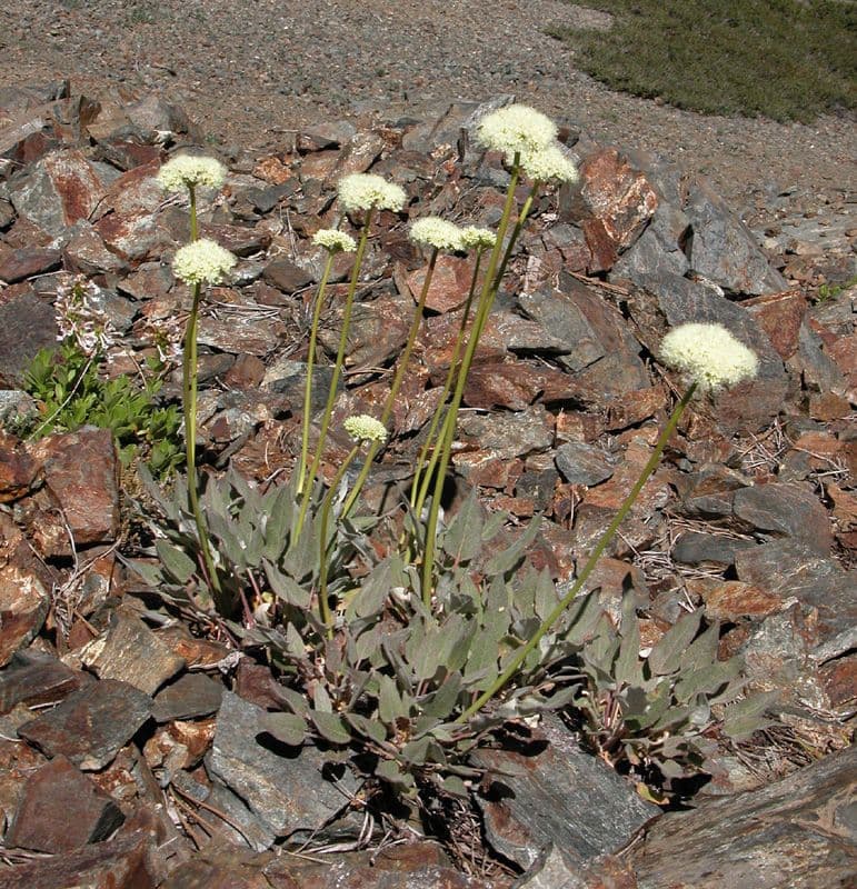 Eriogonum 7