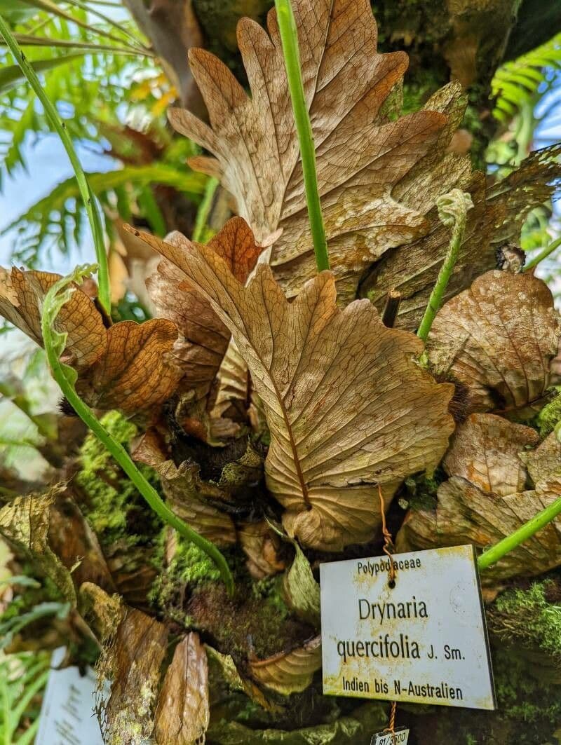 Eichenblatt-Drynaria 4