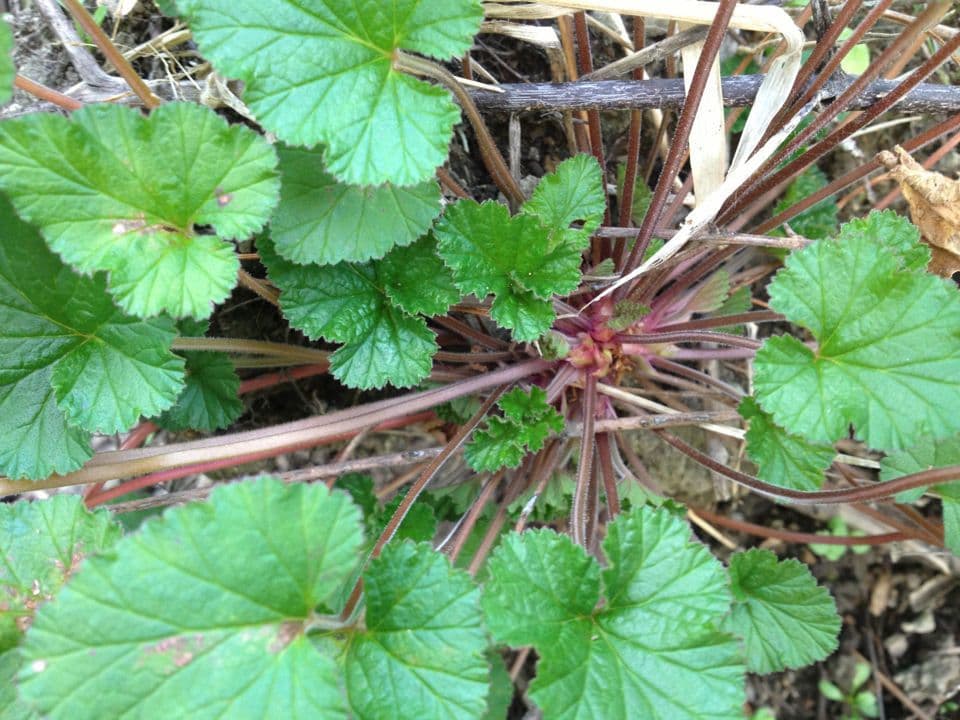 Pelargonium inodorum 6