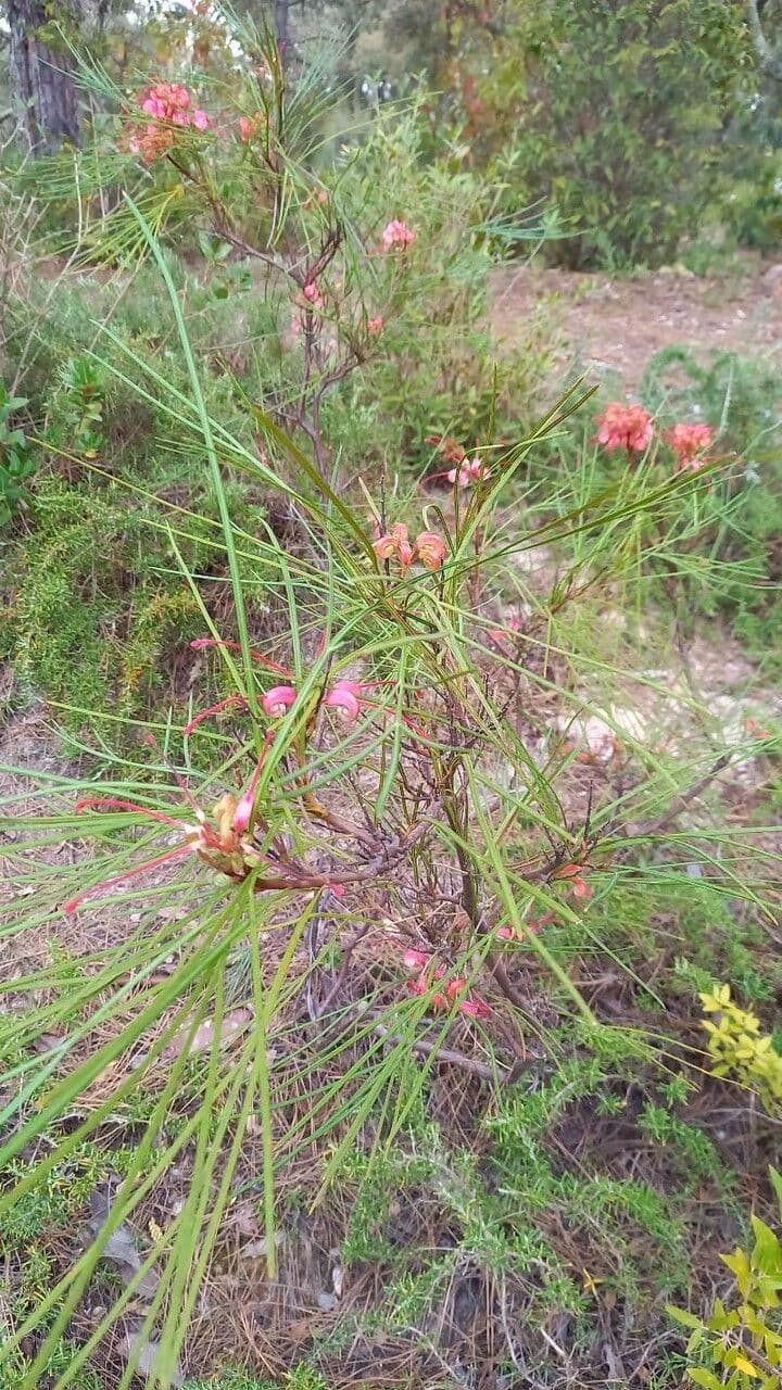 Grevillea Johnsonova 9