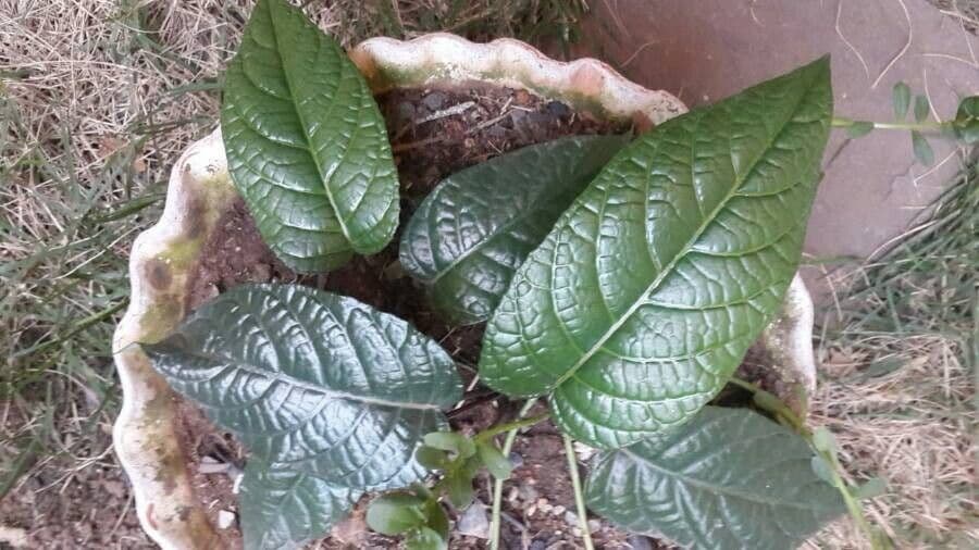 Dorstenia alta 8