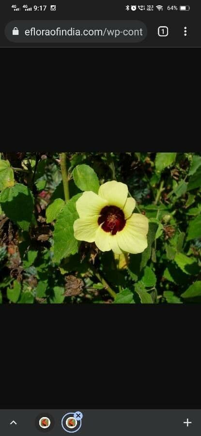 Ibisco vitifoglio 6