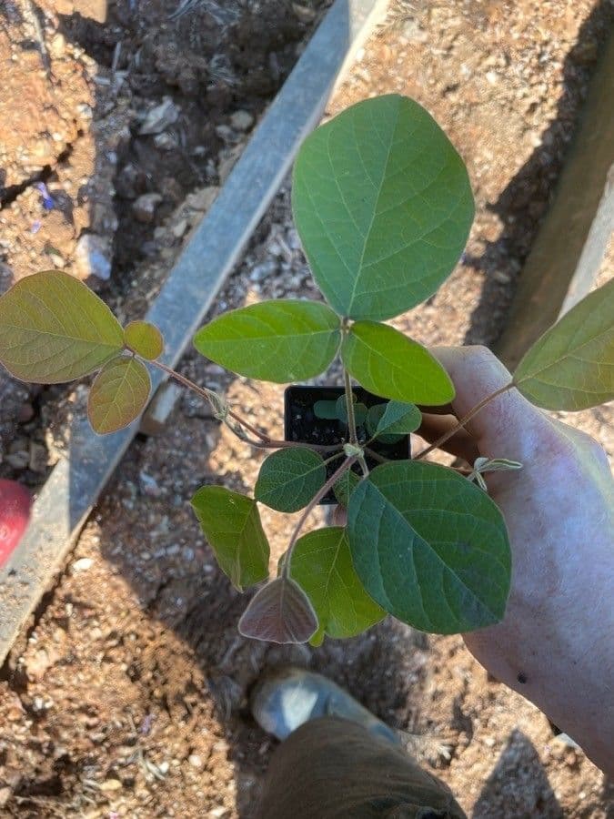 Kennedia rubicunda 12