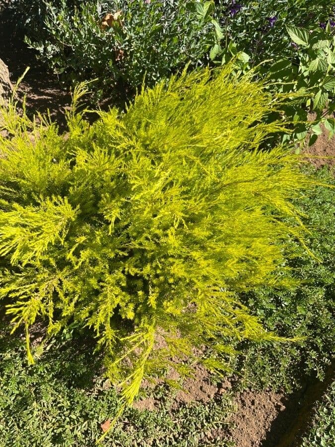 Diosma 9