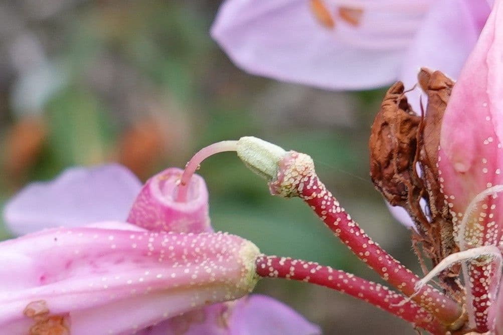 Rododendro