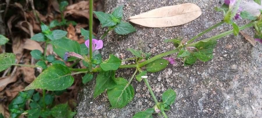 Ala piegata ramificata 12