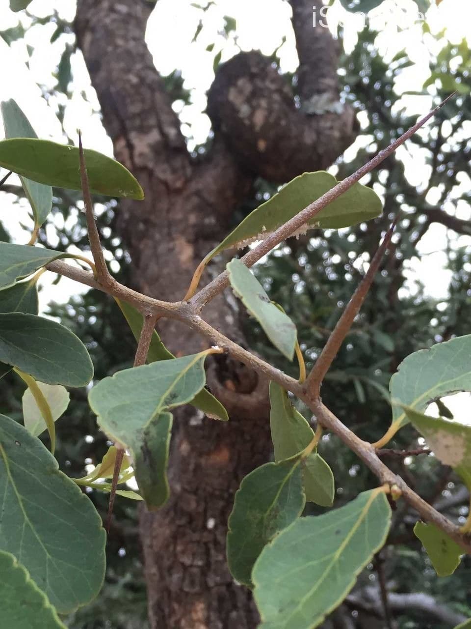 Scolopia zeyherowska 9