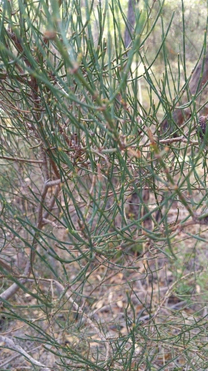Allocasuarina di Mueller 12