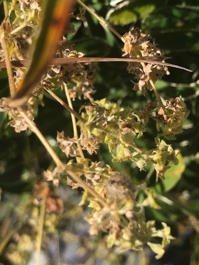 Alchemilla transiens 2