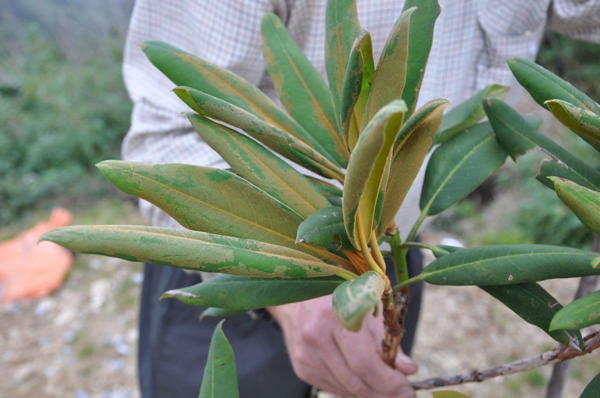 Rhododendron 2