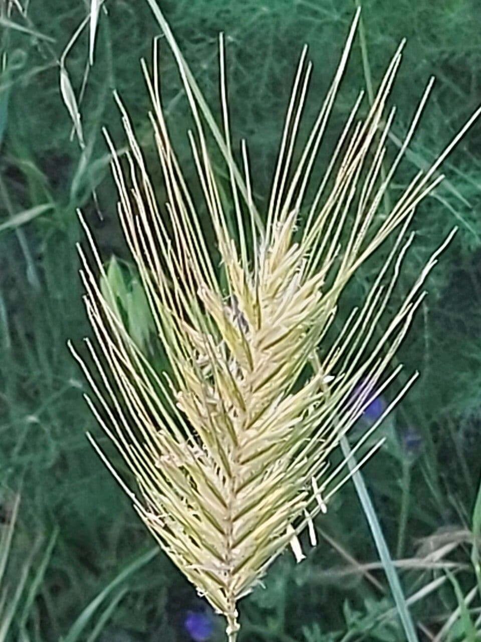 Orzo marittimo 7