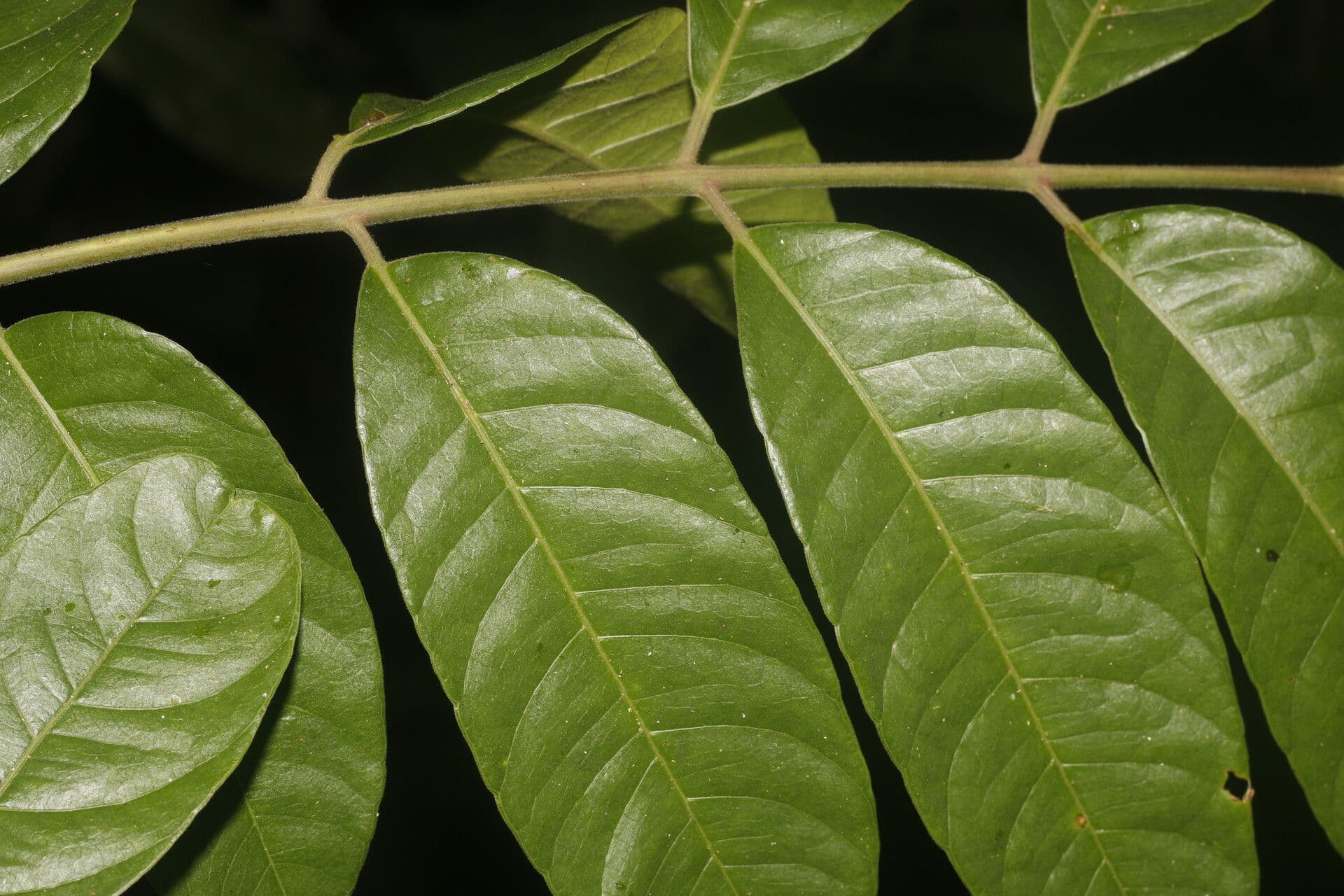 Prugna maiale 5