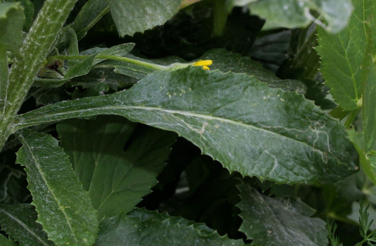 Tephroseris 9