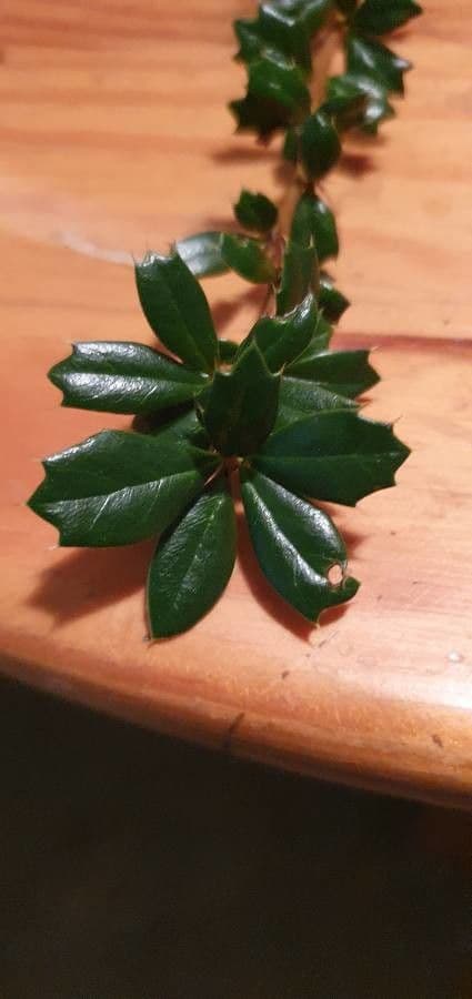 Berberis de Darwin 16