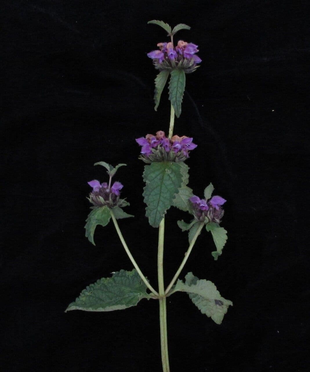 Phlomoides bracteosa 9