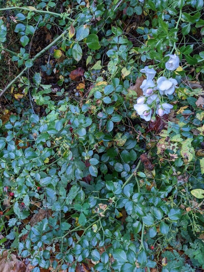 Immergrüne Rose 14