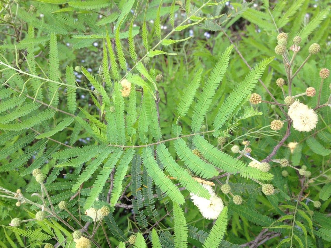 Senegalia berlandieri 17