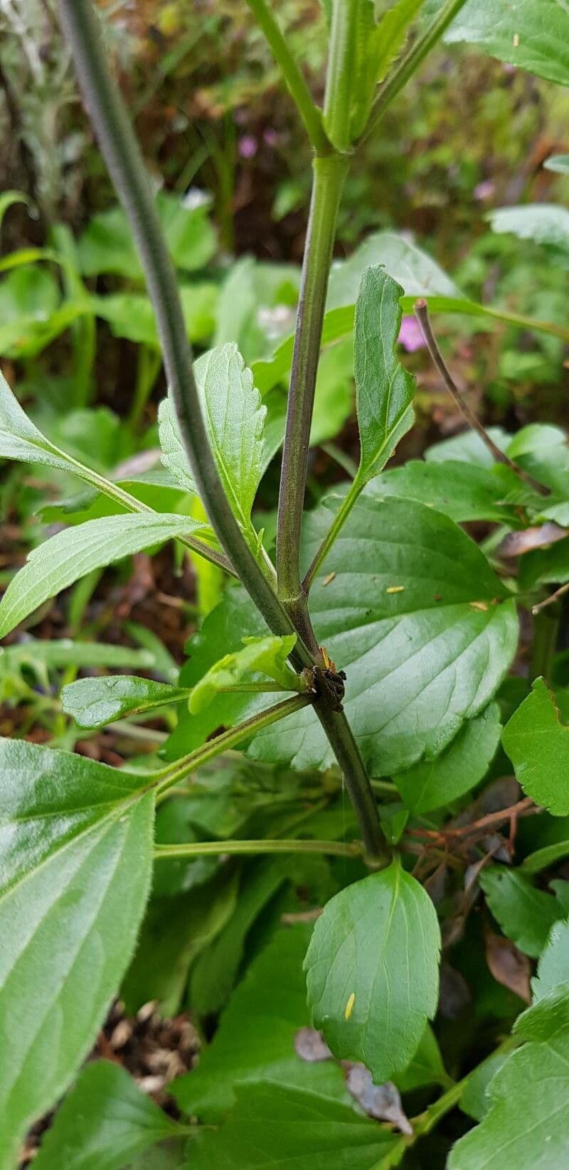 Mealy Sage 25