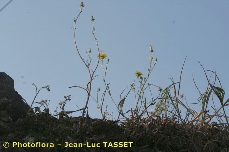 Dach-Pippau 7