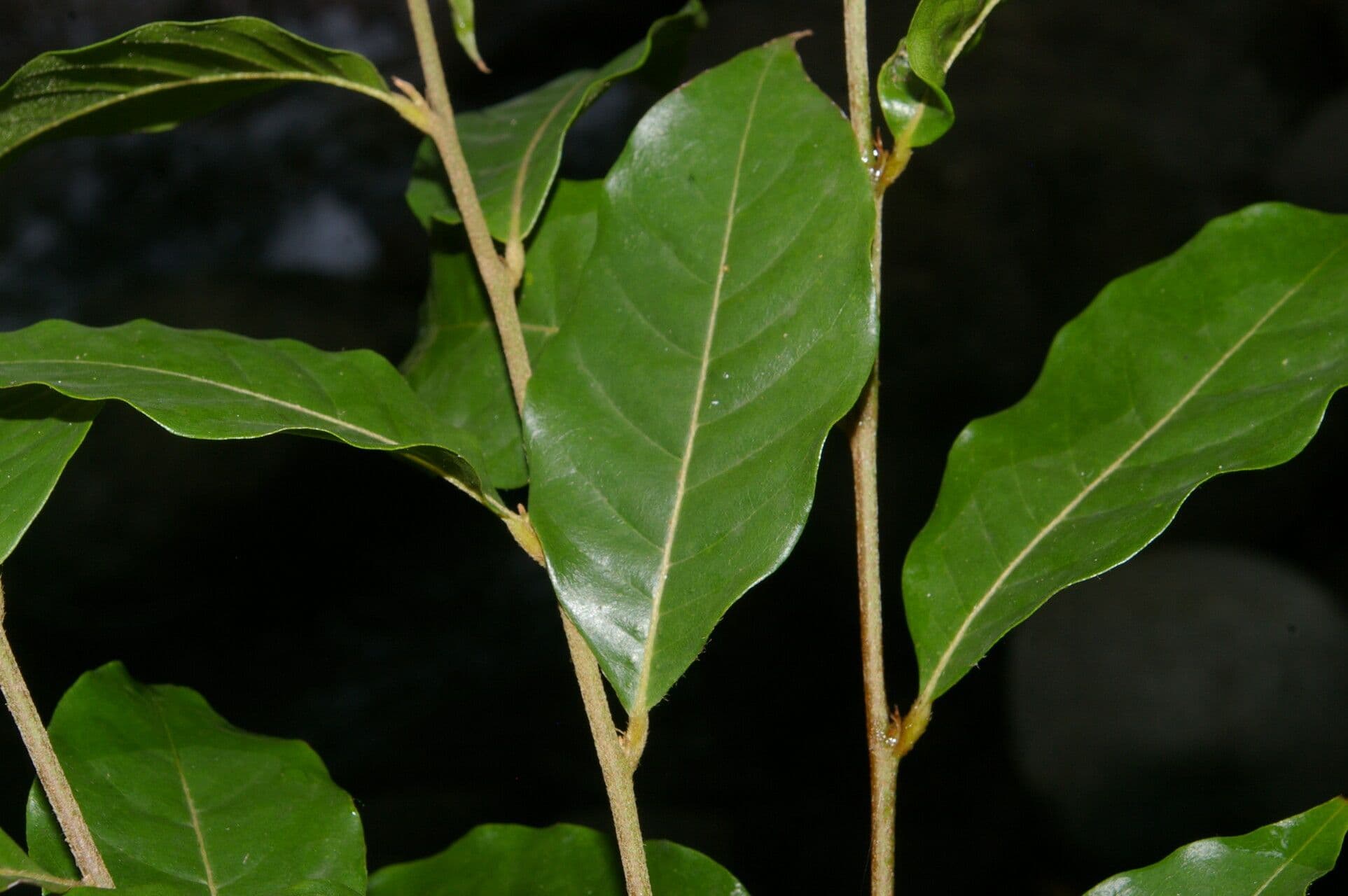 Hirtella triandra
