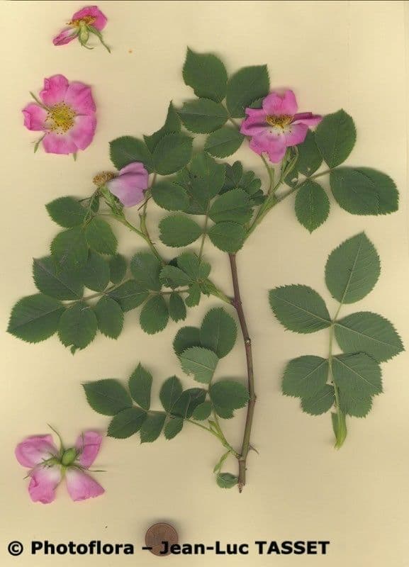 Rosa grigia 6