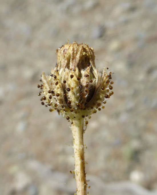 Blepharizonia 2