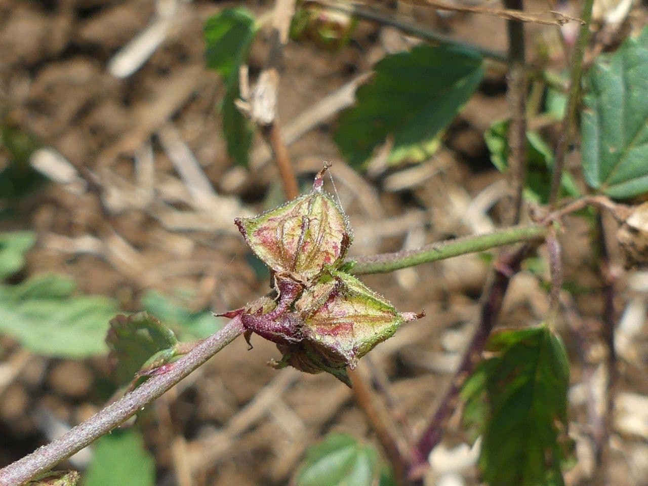 Pyramidenblume 4