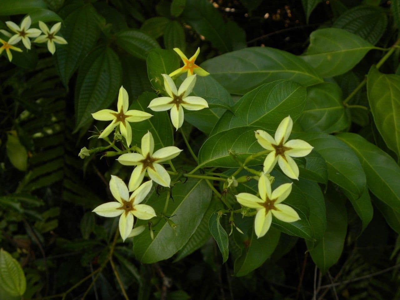 Mussaenda 10