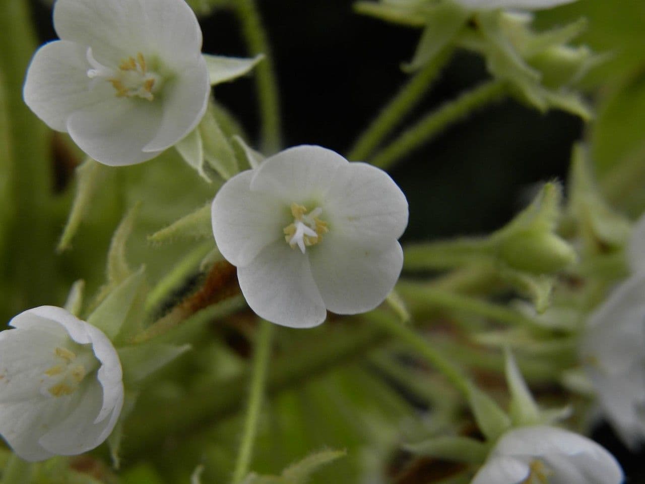 Dombeya 2