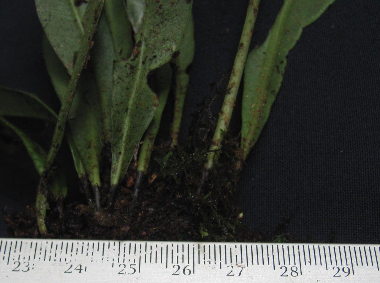 Elaphoglossum 3